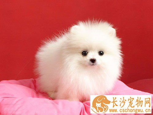 狗狗为什么会得细小 细小怎么得的