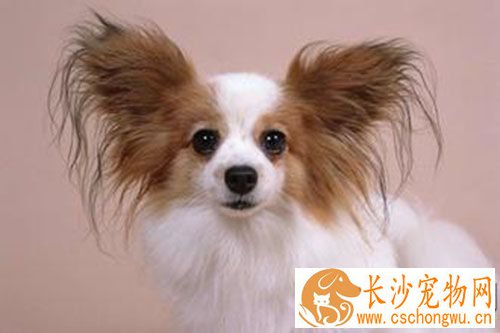 细小能治好吗 狗狗细小病重在预防