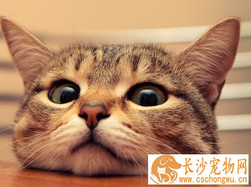 猫得了肠胃炎怎么办 猫咪肠炎的原因及治疗方法