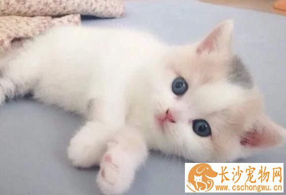 猫咪尿道炎症状 猫尿道炎病发的表现及种类