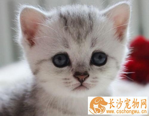 猫猫脱毛怎么办 需要加强营养加强梳毛