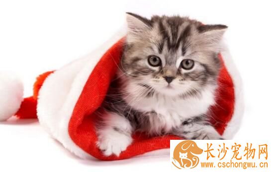 给猫打疫苗多少钱 猫咪都打多少次疫苗