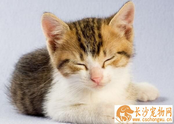 猫咪绝育手术多少钱 猫做绝育手术注意事项
