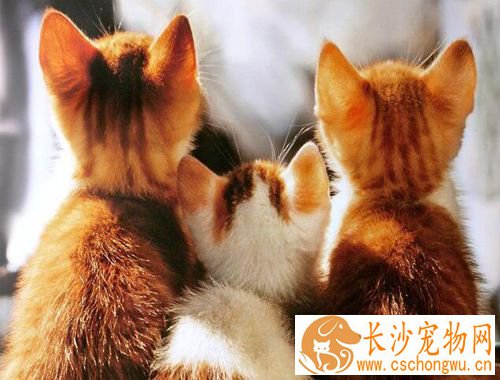 猫抑郁症的表现 猫咪得了忧郁症怎么办