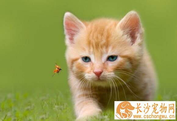 猫疫苗多少钱 疫苗的接种方法及有效期