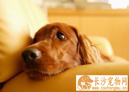 细小几天能好 细小病毒大概几天可以好