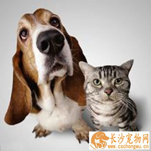 细小会发烧吗 细小病毒有哪些临床的表现