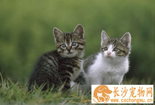 猫细小病毒症状 猫咪不舒服的主要症状