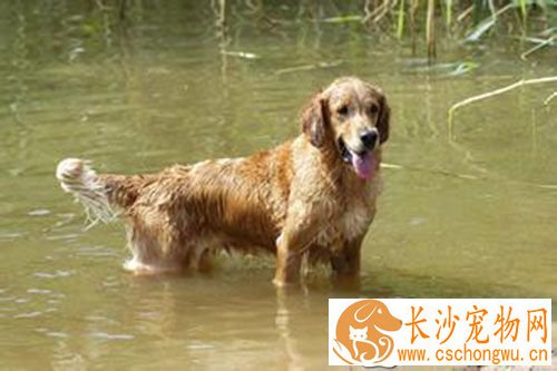 狗狗细小恢复期吃什么 狗狗细小后期恢复