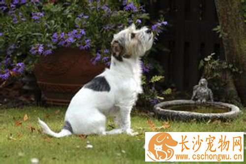 细小几天会死 细小死前有什么样的征兆呢