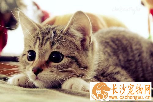 猫鼻支的症状 一般表现在口腔鼻腔眼睛等部位