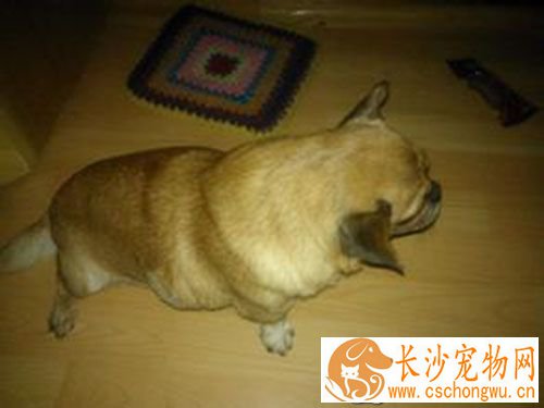 细小能吃东西吗 给予的饲料应该是容易消化的
