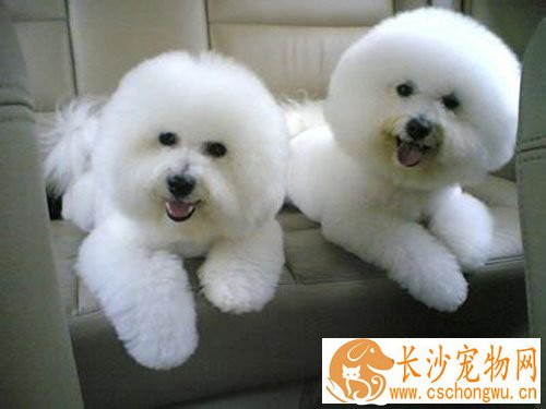 犬细小心肌炎 犬心肌炎的相关临床症状