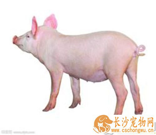猪细小病毒疫苗价格 养猪要搞好哪些免疫
