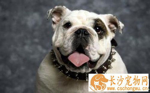 打完狂犬疫苗后头疼怎么回事 48小时内会消退