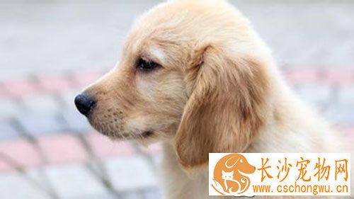 狂犬疫苗的注射方法 总注射一针二联疫苗