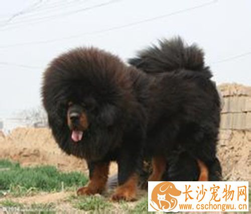 狂犬疫苗5针时间 其免疫有效期为6个月