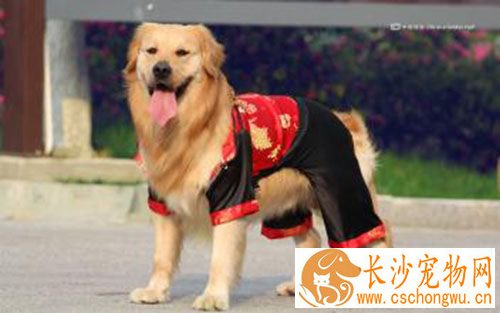 狂犬疫苗的作用 狗狗为什么要打狂犬疫苗
