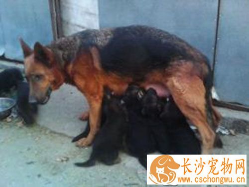 狂犬疫苗失效 伤口部位及抗狂犬病血清的使用