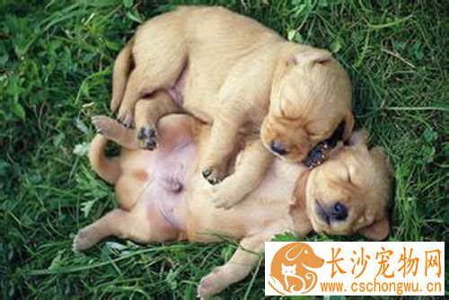 打狂犬疫苗后不能吃什么 不宜吃有刺激性食物