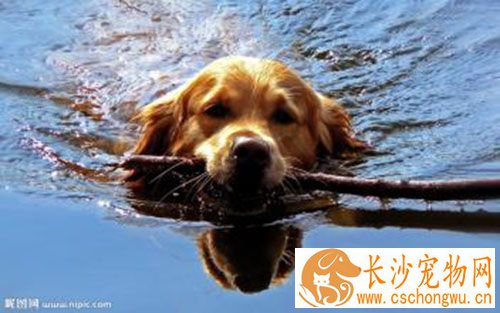 打一针狂犬疫苗有用吗 狂犬疫苗可以打一针吗