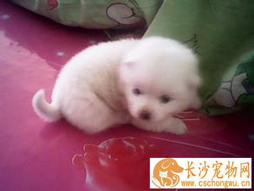 打完狂犬疫苗头晕 比较轻的话都是正常现象