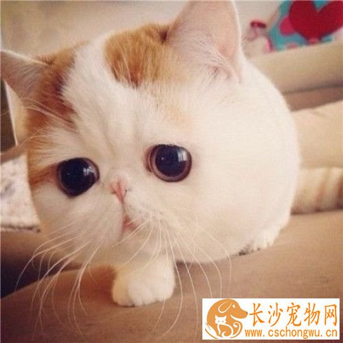 猫尿道炎症状 尿道炎的症状和病发的表现