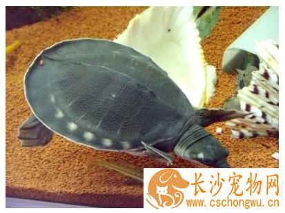 猪鼻龟白斑病怎么治 前期症状为背甲出现白膜