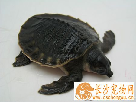 猪鼻龟蒙眼怎么治 猪鼻龟白眼病初症状