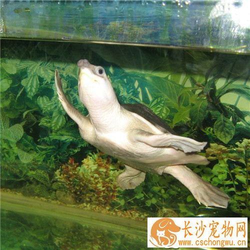猪鼻龟烂肉 预防猪鼻龟烂肉的方法有哪些