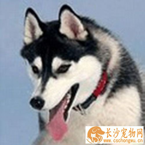 细小危险期 幼犬细小病发现在3到4天