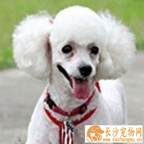 细小发病时间 狗狗得细小后治疗周期