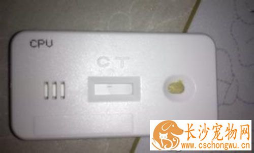 细小试纸哪里买 一般宠物医院就有卖的