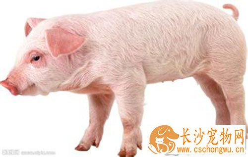 猪细小病毒怎么治疗 猪细小病毒重在预防
