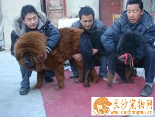 人会不会得细小 细小病毒主要是感染幼犬