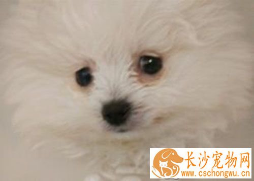 细小严重吗 犬细小病毒易感染哪些群体