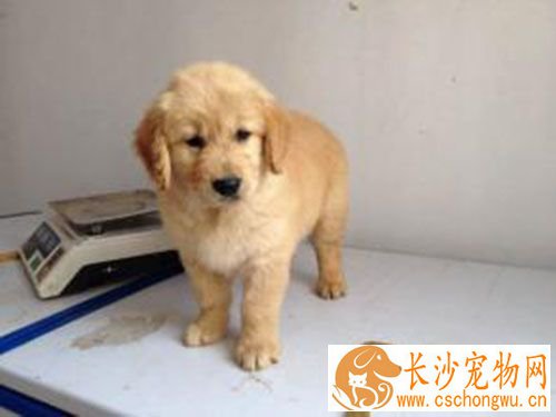 细小和冠状 如何确定狗狗细小加冠状