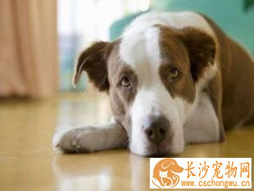 小狗细小抽搐 小狗抽搐和细小病有关吗
