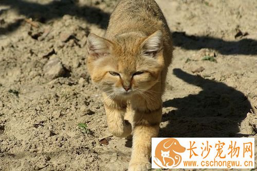 猫会得细小吗 猫细小的征兆表现有哪些