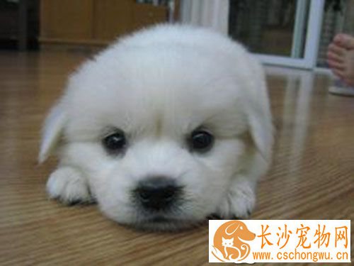 犬瘟和细小哪个严重 细小和犬瘟哪个更好治疗