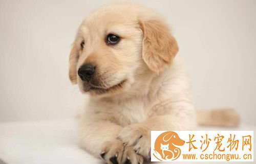 细小会复发吗 细小第六天反复了怎么办