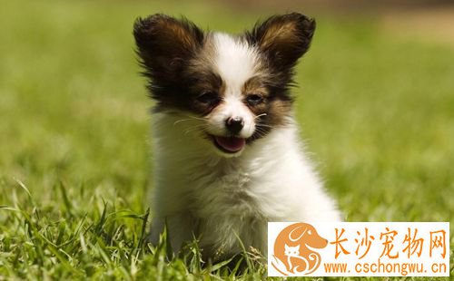 细小怎么传染 犬细小病毒的症状表现是什么