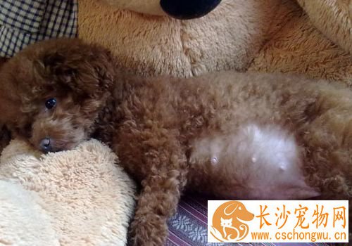 狗什么时候容易怀孕 狗怀孕了有哪些特征