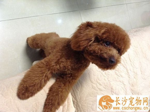 狗怀孕怎么护理 狗怀孕了有什么反应