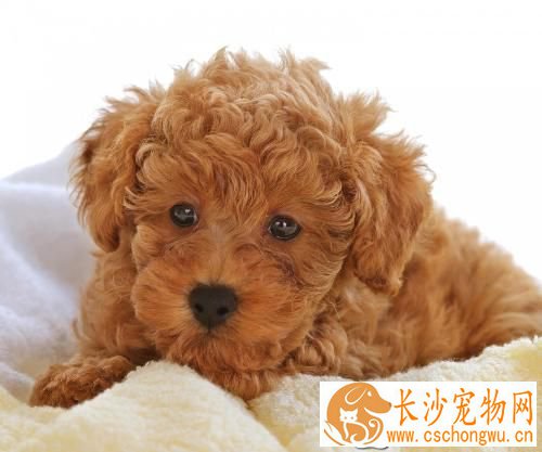 母狗做绝育手术多少钱 母狗绝育好吗