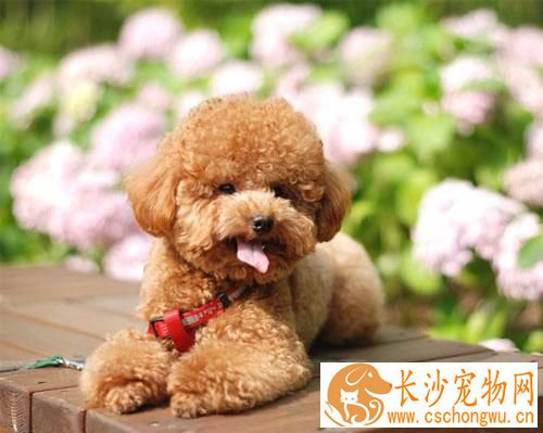 狗结扎多少钱 告诉你狗狗绝育好不好