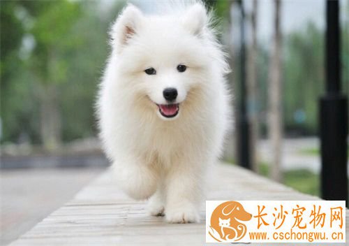 母狗可以做绝育么 解读狗狗为什么要绝育