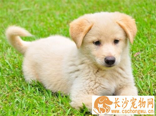 小狗做绝育手术多少钱 狗狗绝育的好处