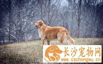 狗要打几次疫苗 第一年为什么接种疫苗要三次