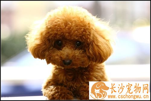 泰迪狗拉稀是怎么回事 如何防范泰迪狗狗腹泻